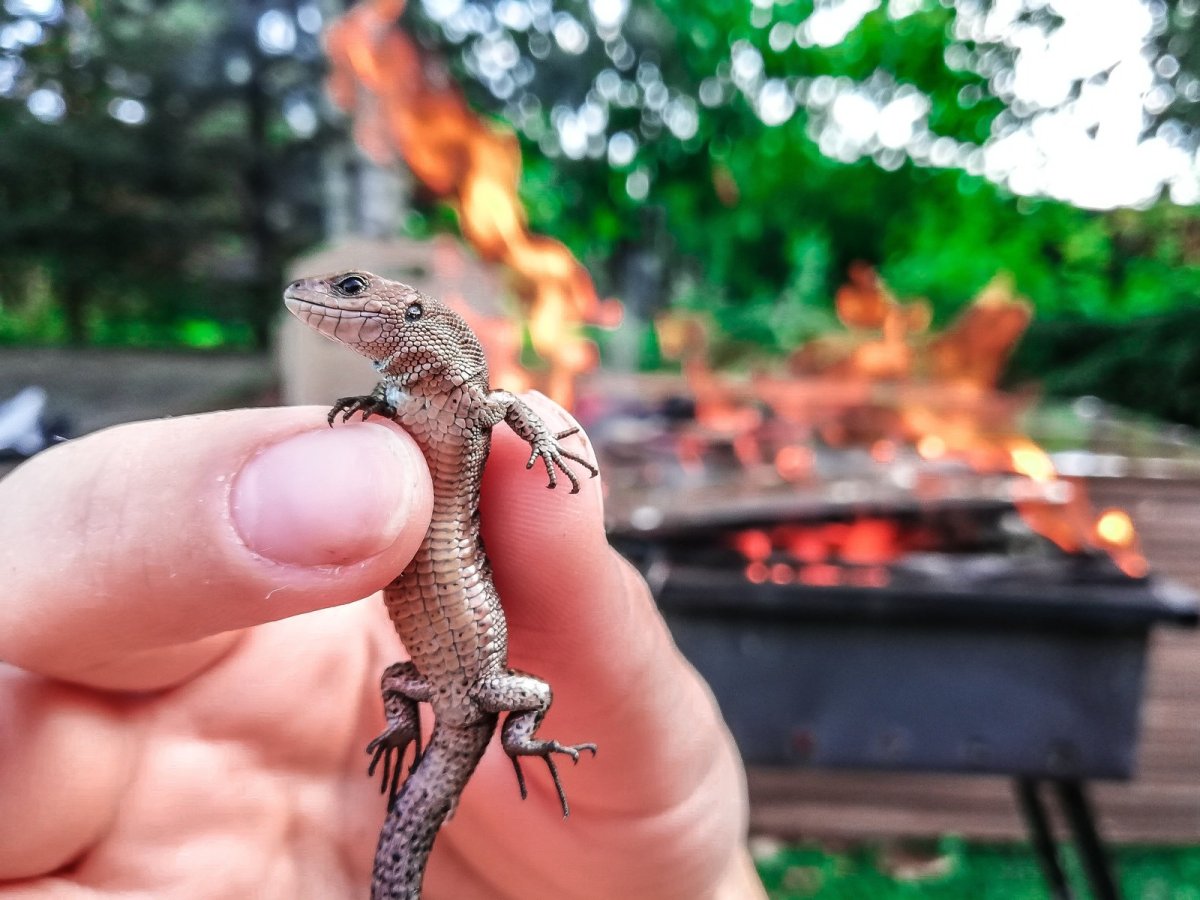 Ящерица Дачная