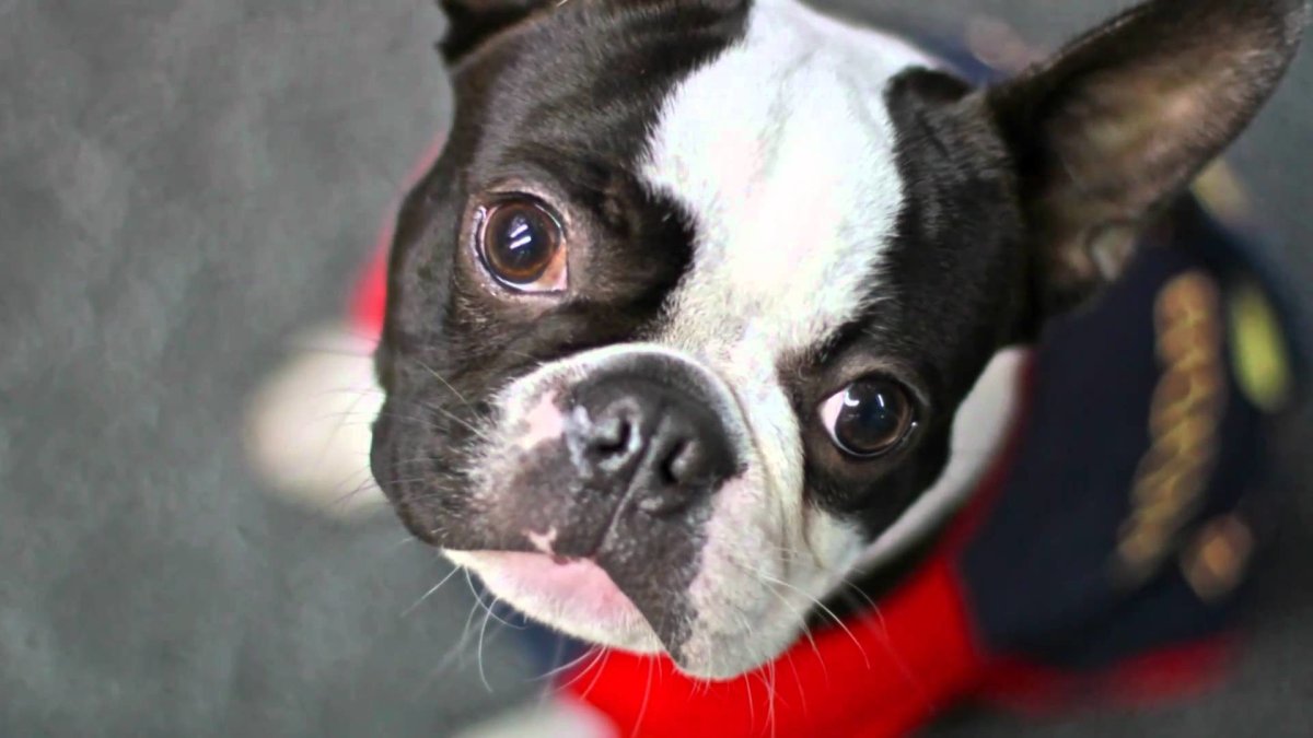 Терьер похожий на бульдога