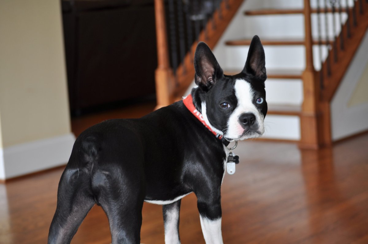 Бостон терьер 100 лет назад