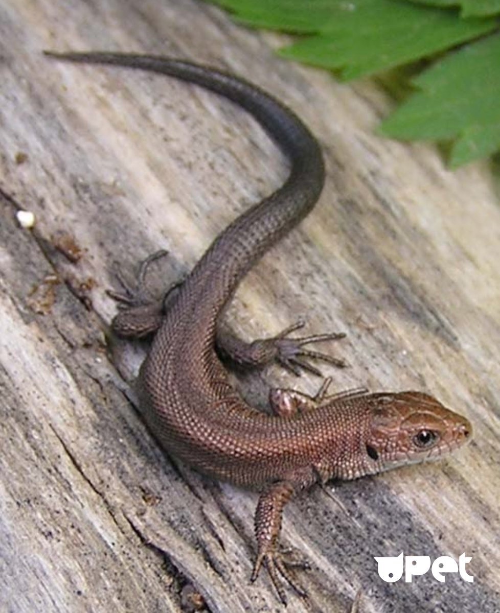 Королевская ящерица зеленая