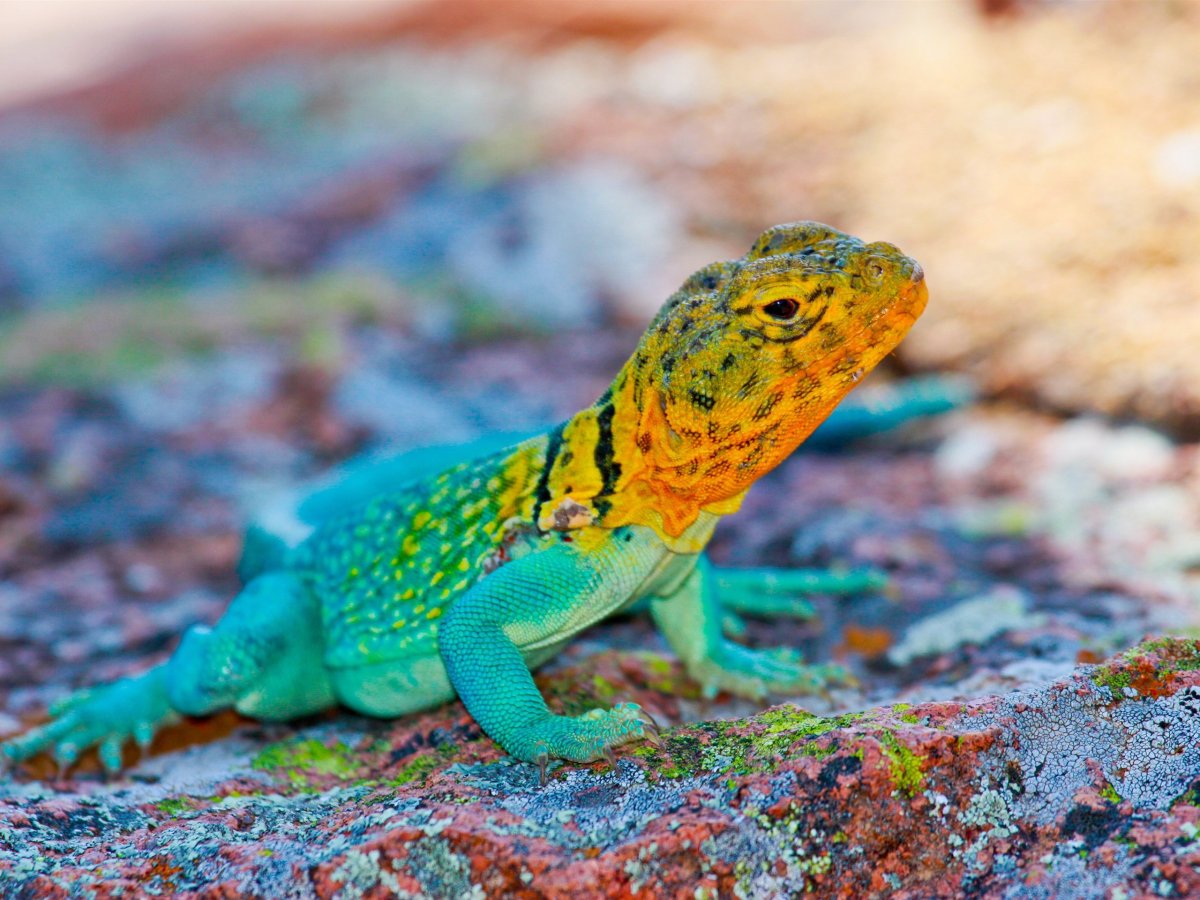 Прыткая ящерица хвост