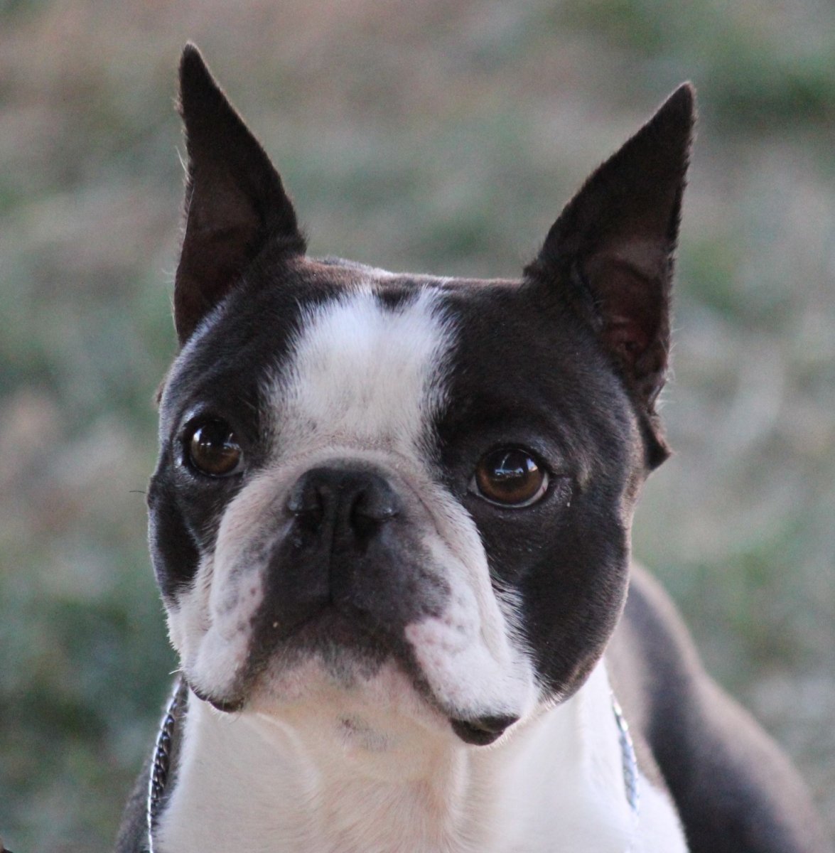 Катя DOBRЯKOVA Бостон-терьер