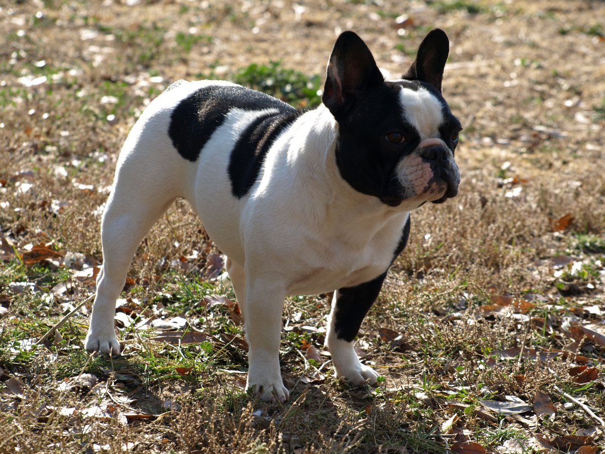 Открытки с Бостон терьером