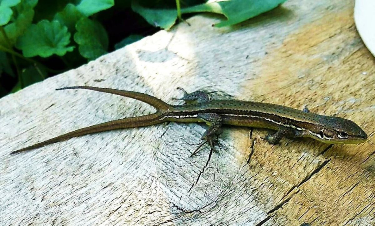 Мемы с ящерицами