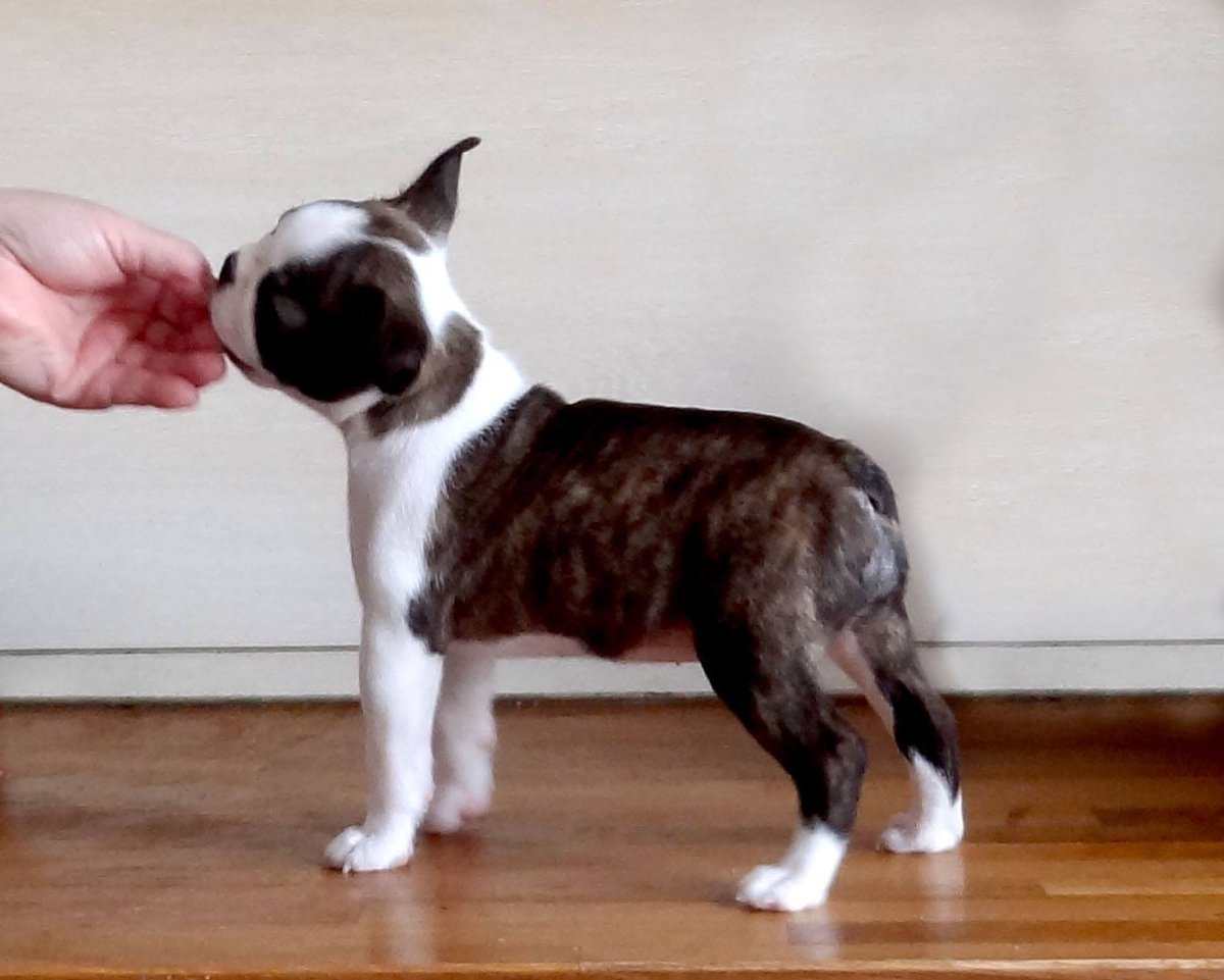 Бостон терьер