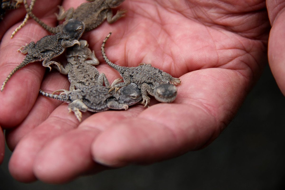 Прытка я ыящерица самка