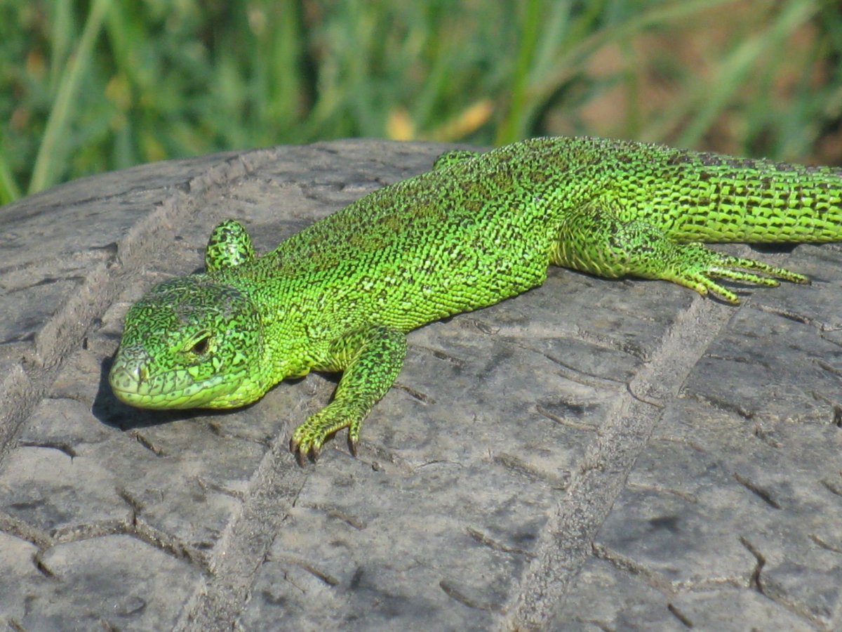 Ящерка на даче