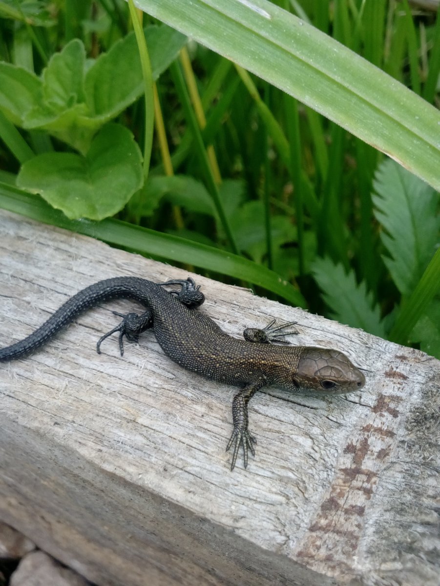 Варан на траве