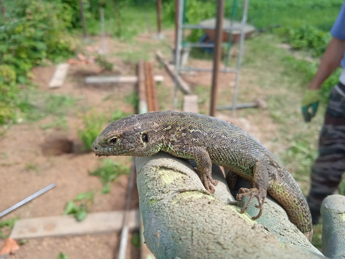 Ящерица Ростомбекова