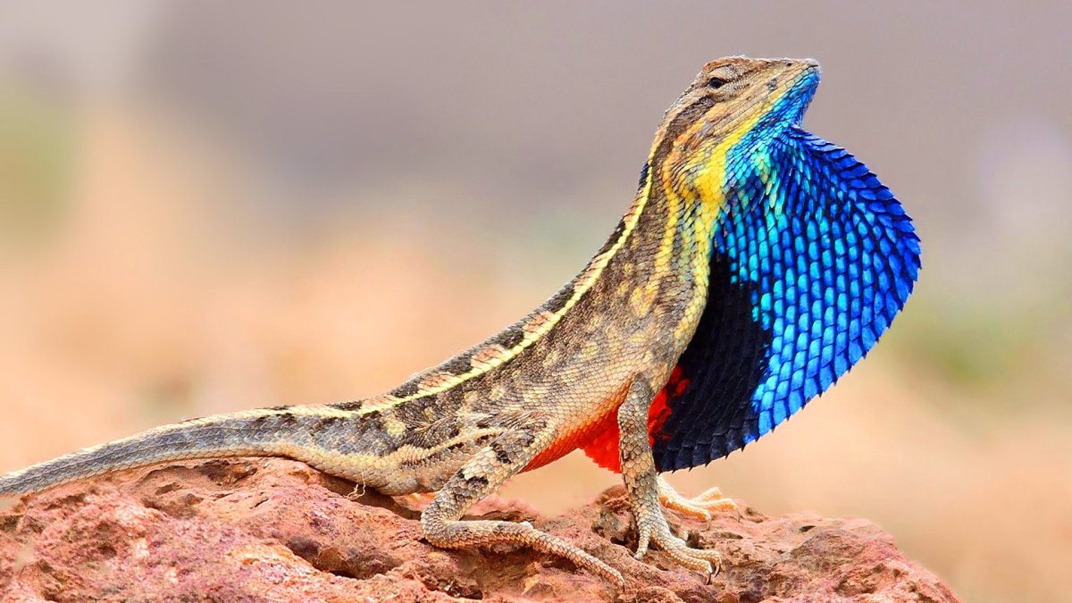 Ящерицы кактусов