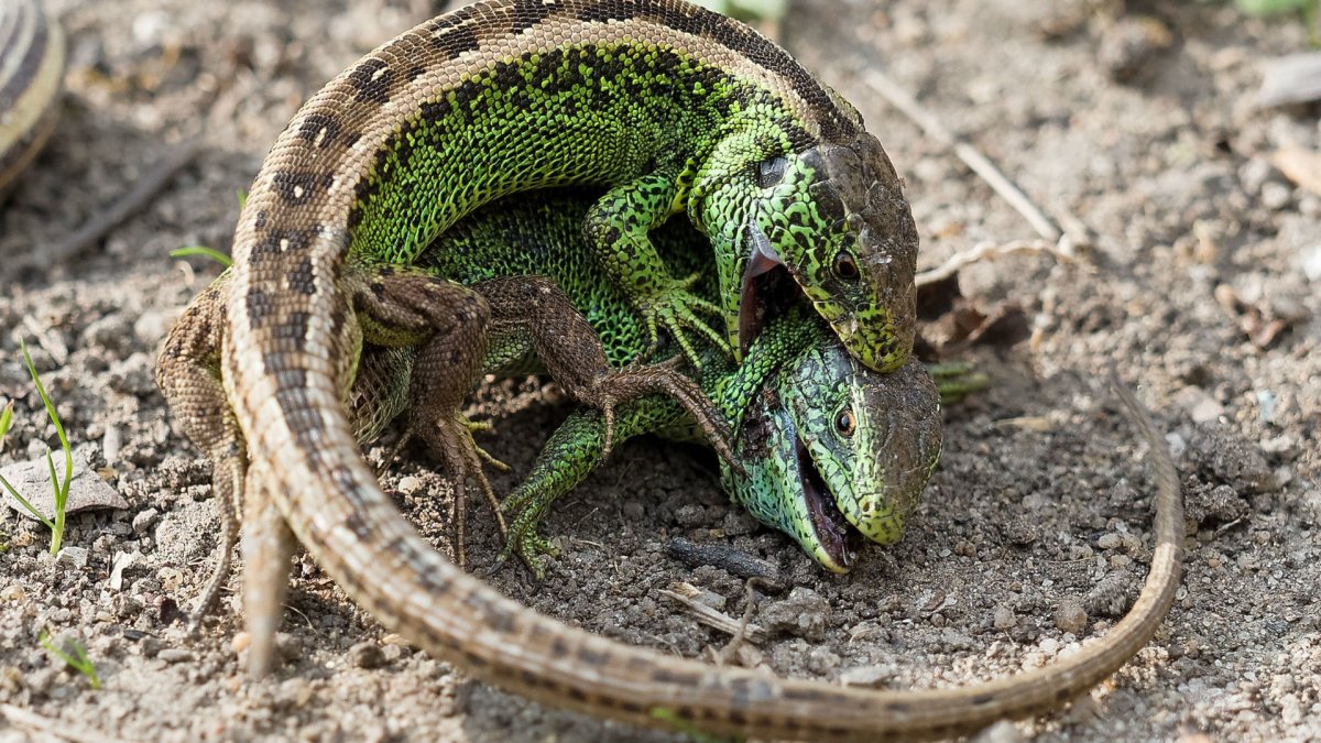 Средиземноморский тонкопалый геккон