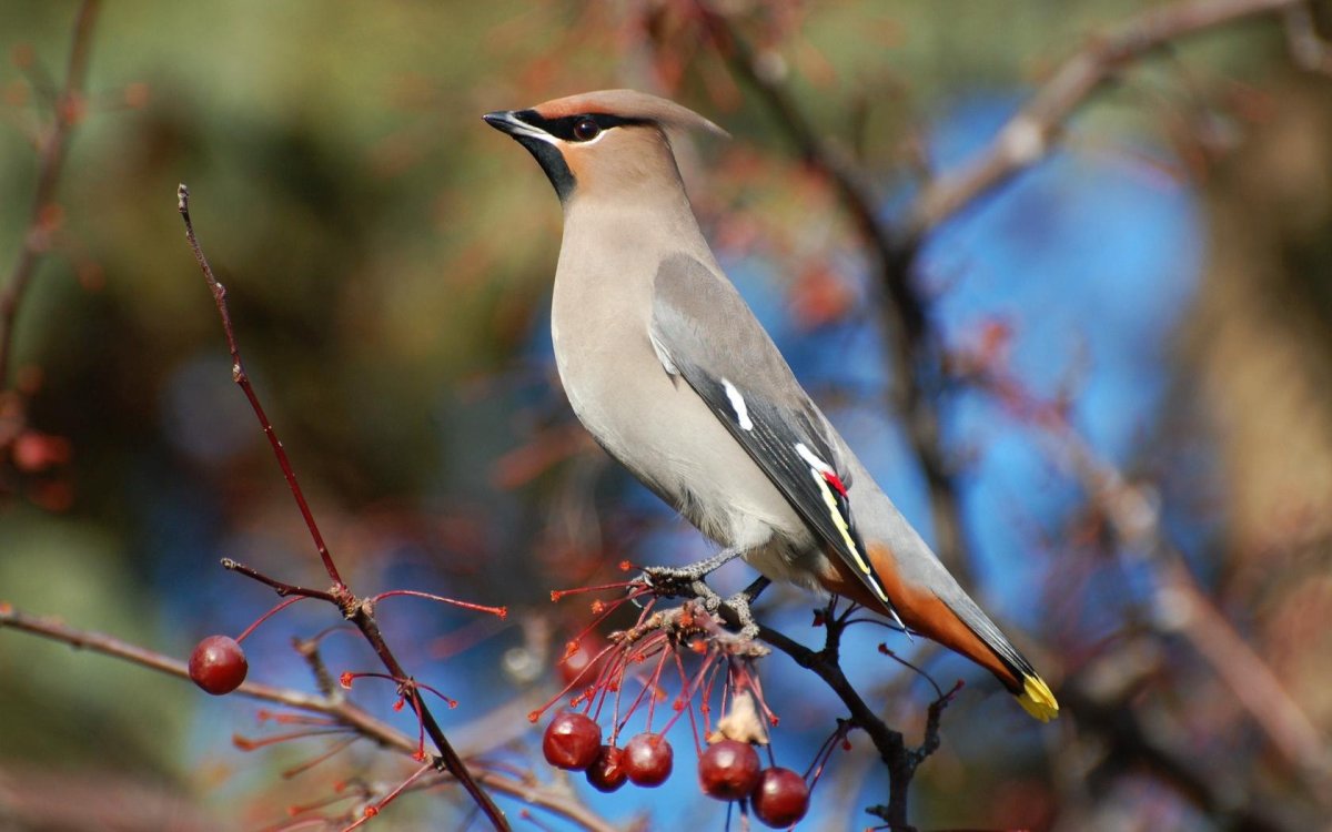 Птицы Сойка и свиристель
