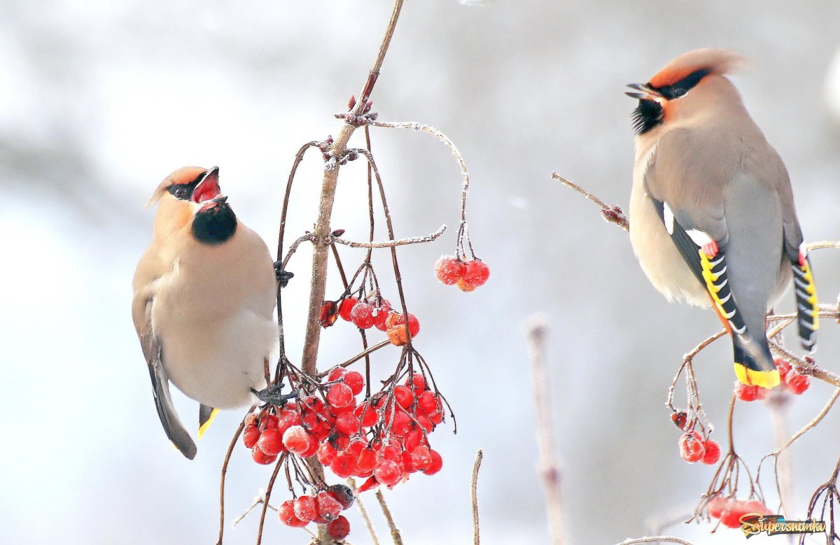 Птица Сойка Сибирская