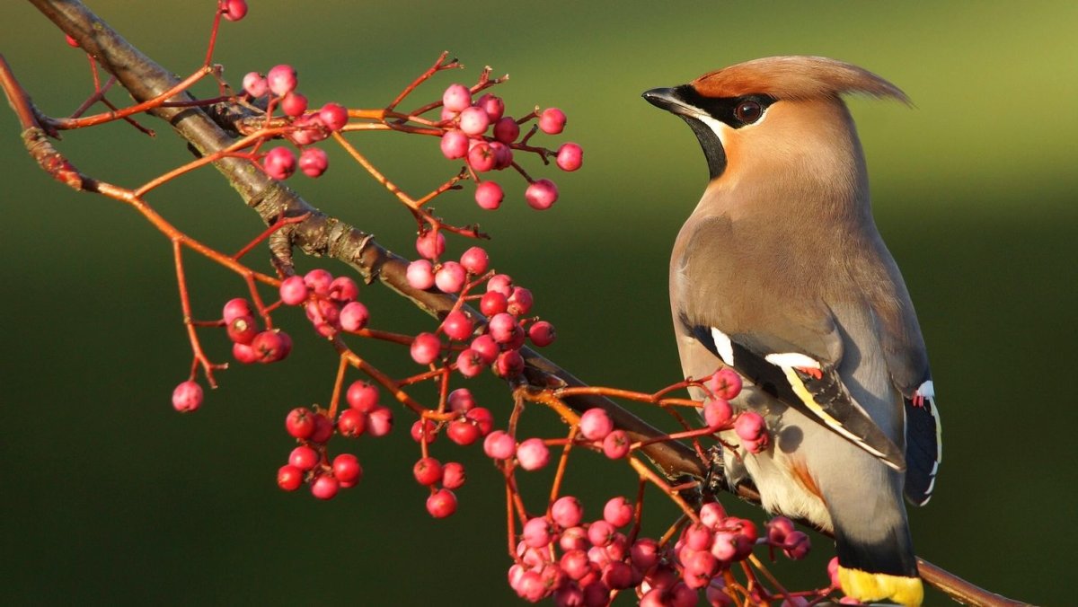 Кедровый свиристель