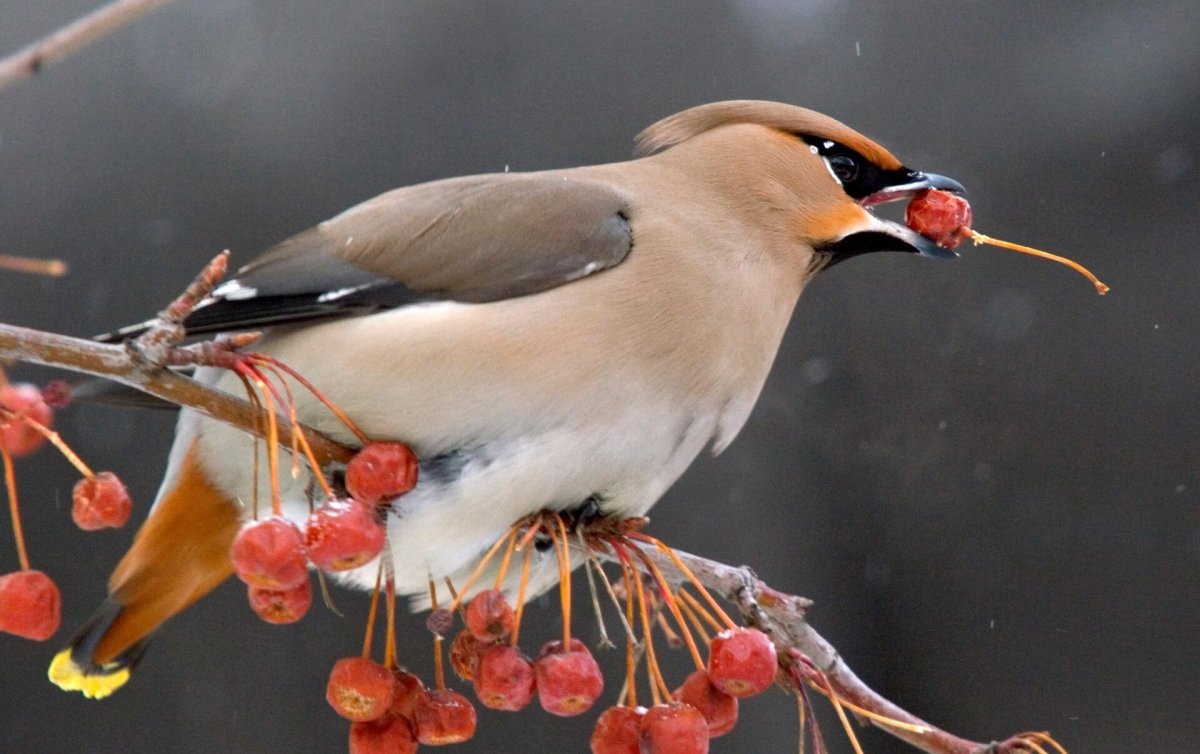 Свиристель обыкновенный