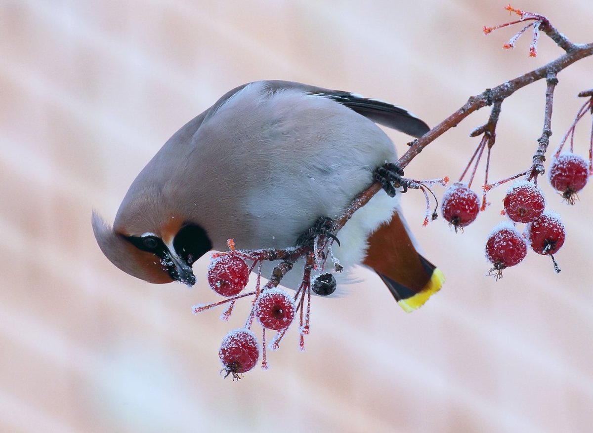 Снегирь синица свиристель