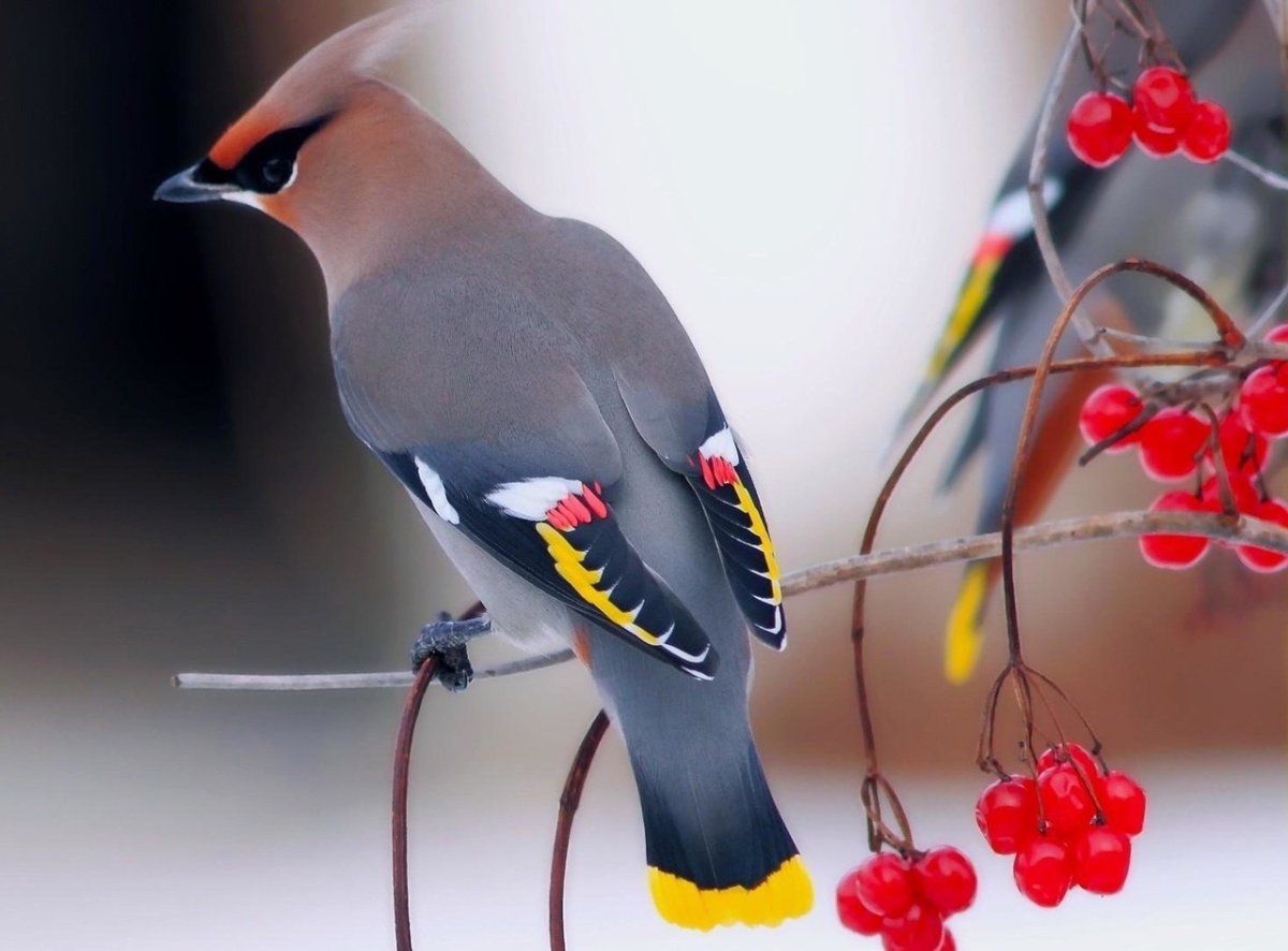 Птица с хохолком