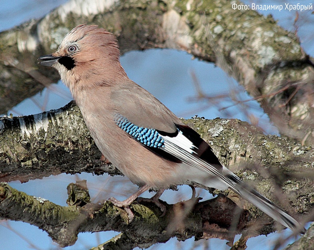Сойка и свиристель