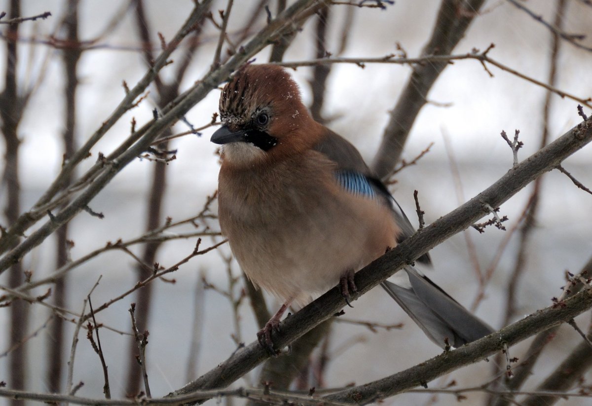 Свиристель обыкновенный
