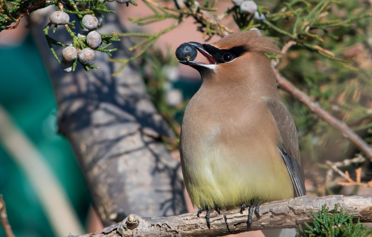 Свиристель птица