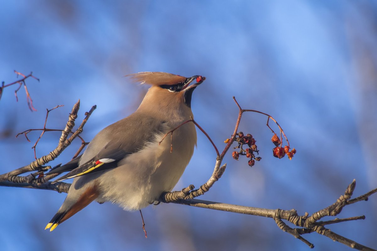 Свиристель фото картинки