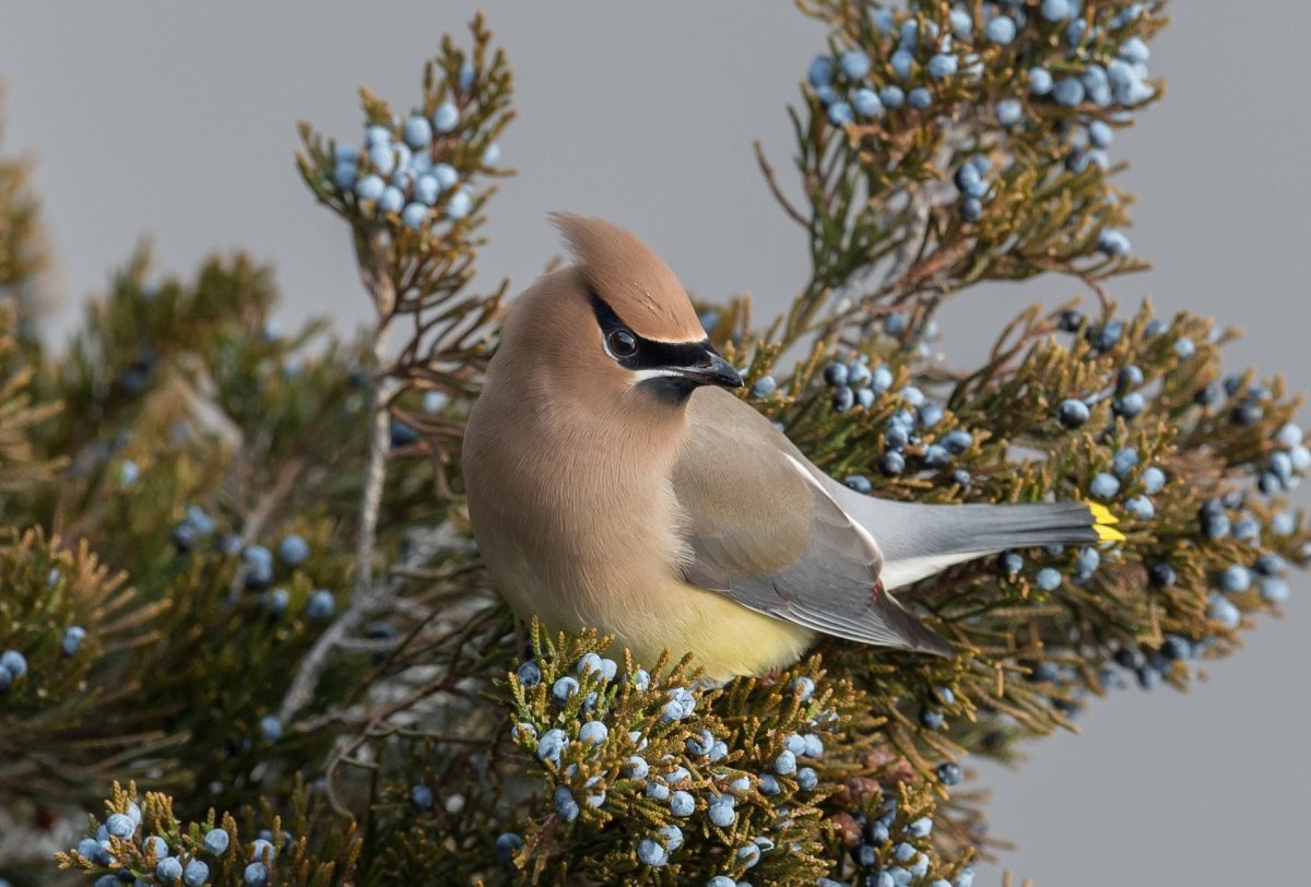 Художественная фотография птицы
