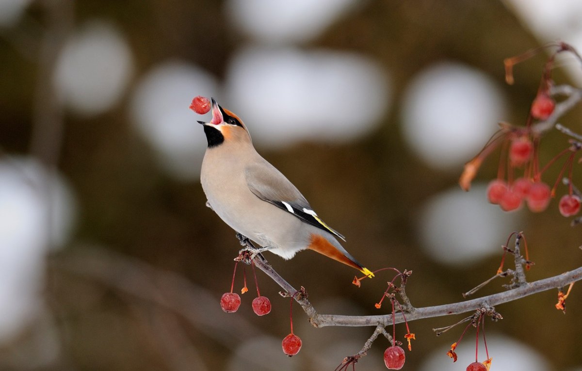 Доброго зимнего утра с птичками