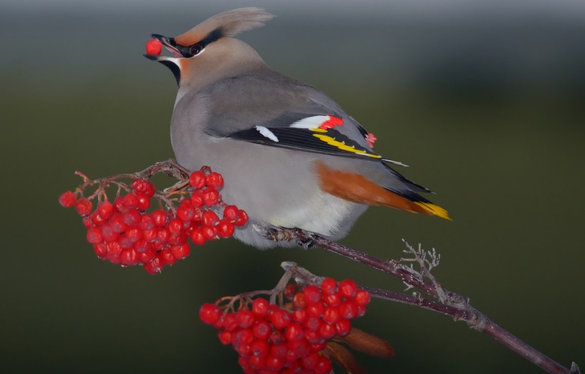 Сорокопут свиристель
