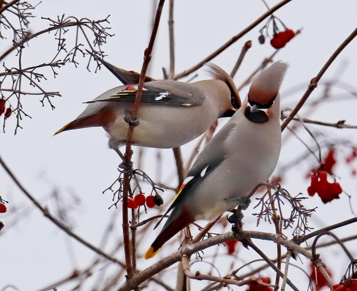 Снегирь свиристель Щур