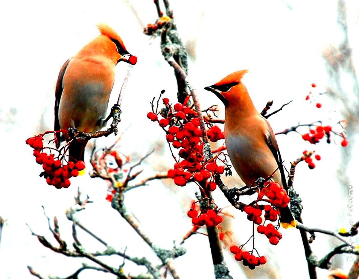 Свиристель зимующая птица