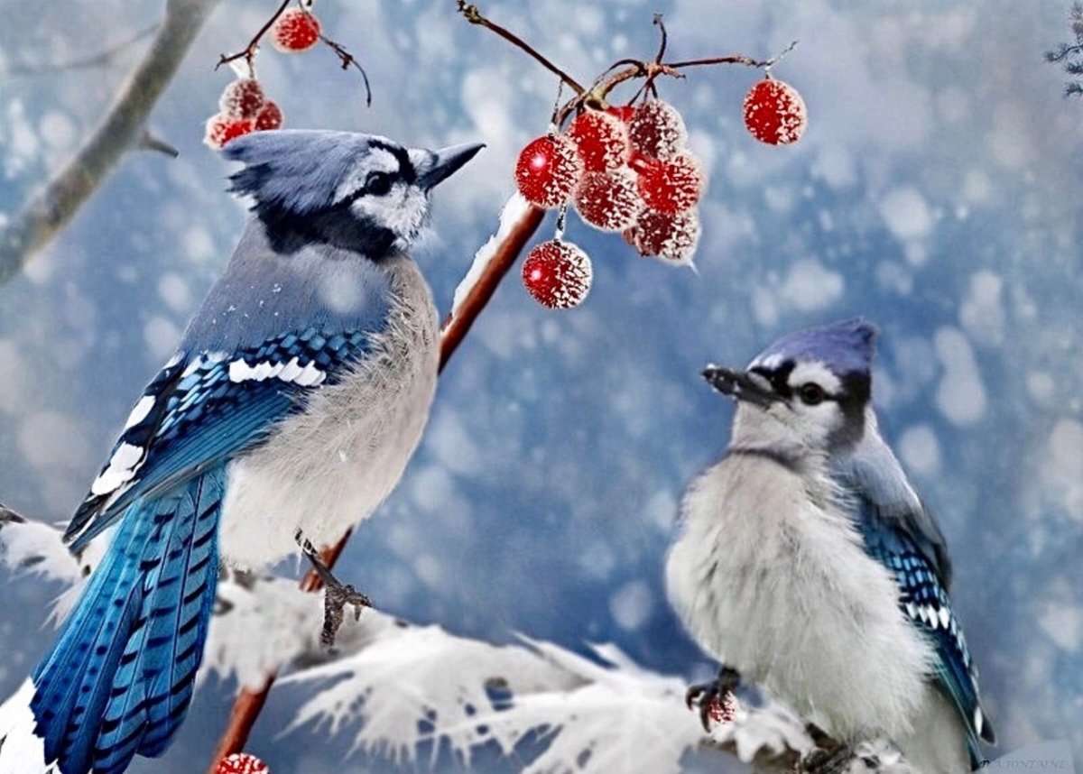 Сойка птица Ленинградская область