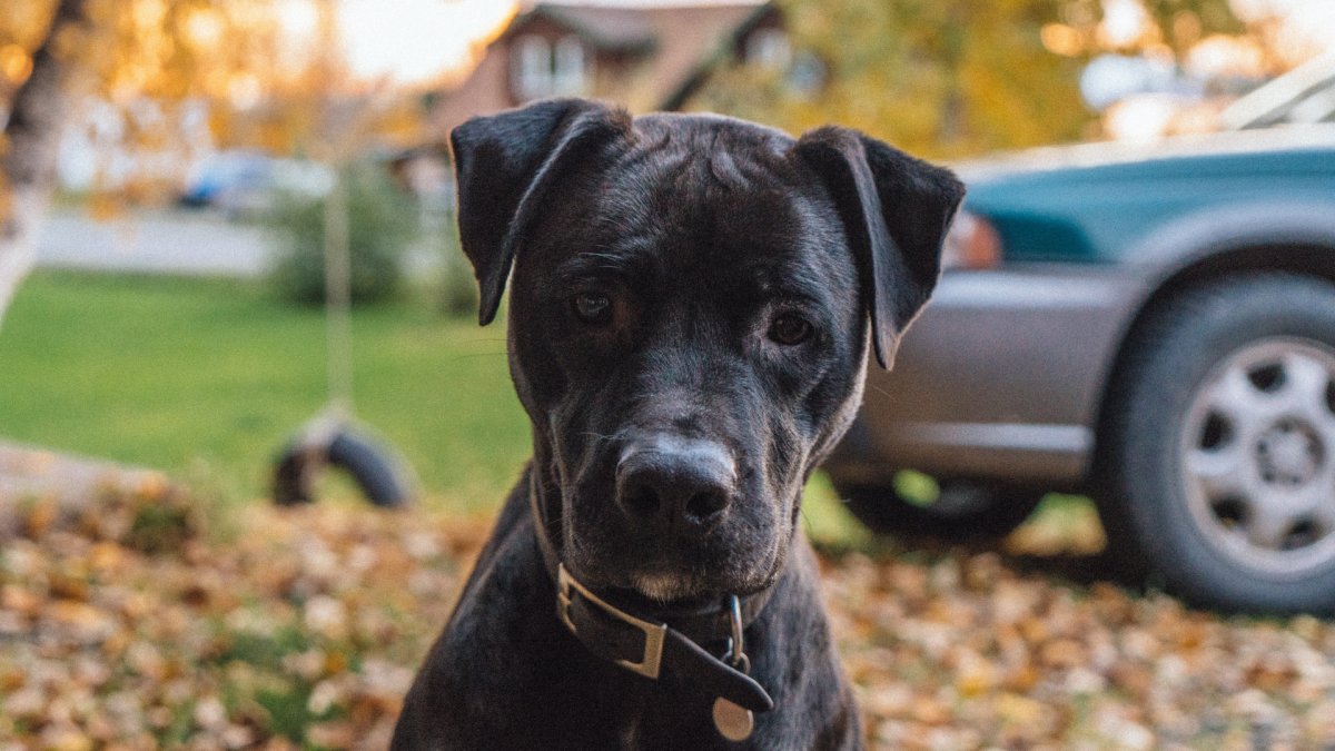 Американский питбультерьер черный щенок