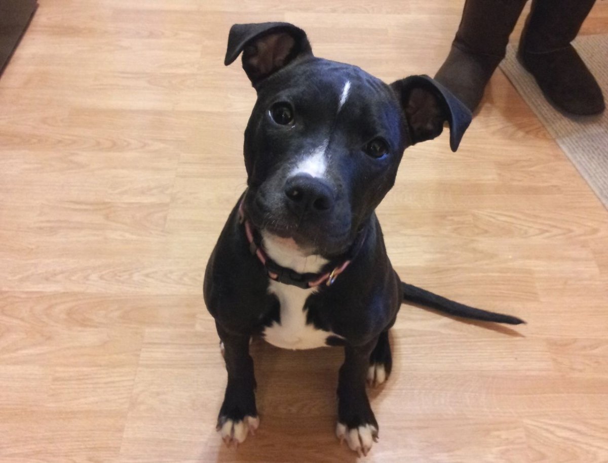 Питбуль черный щенок