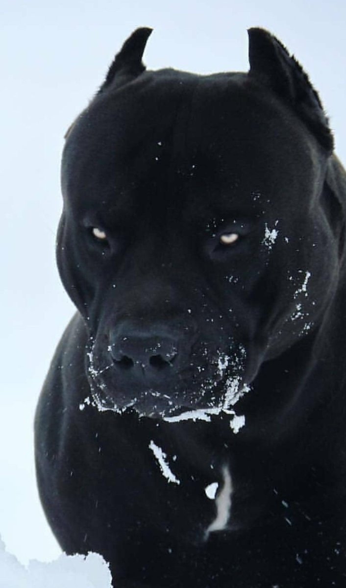 Амстафф черный злой