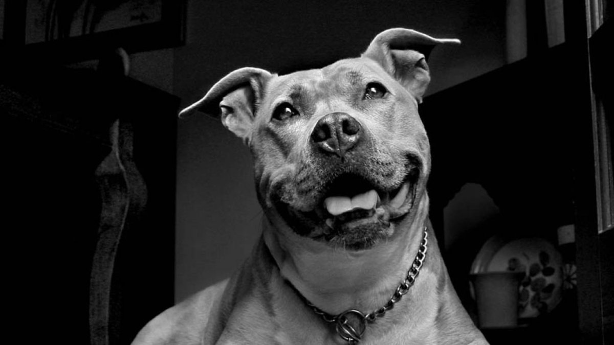 Оскал питбуля