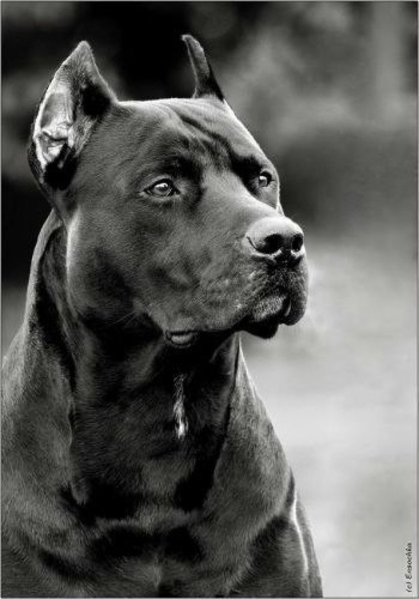 Енсон Блэк пит Прайт