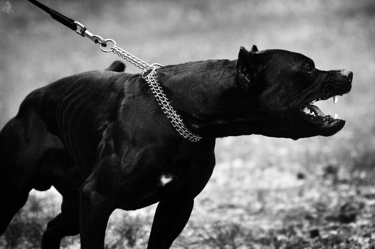 Американский питбультерьер черный Грозный