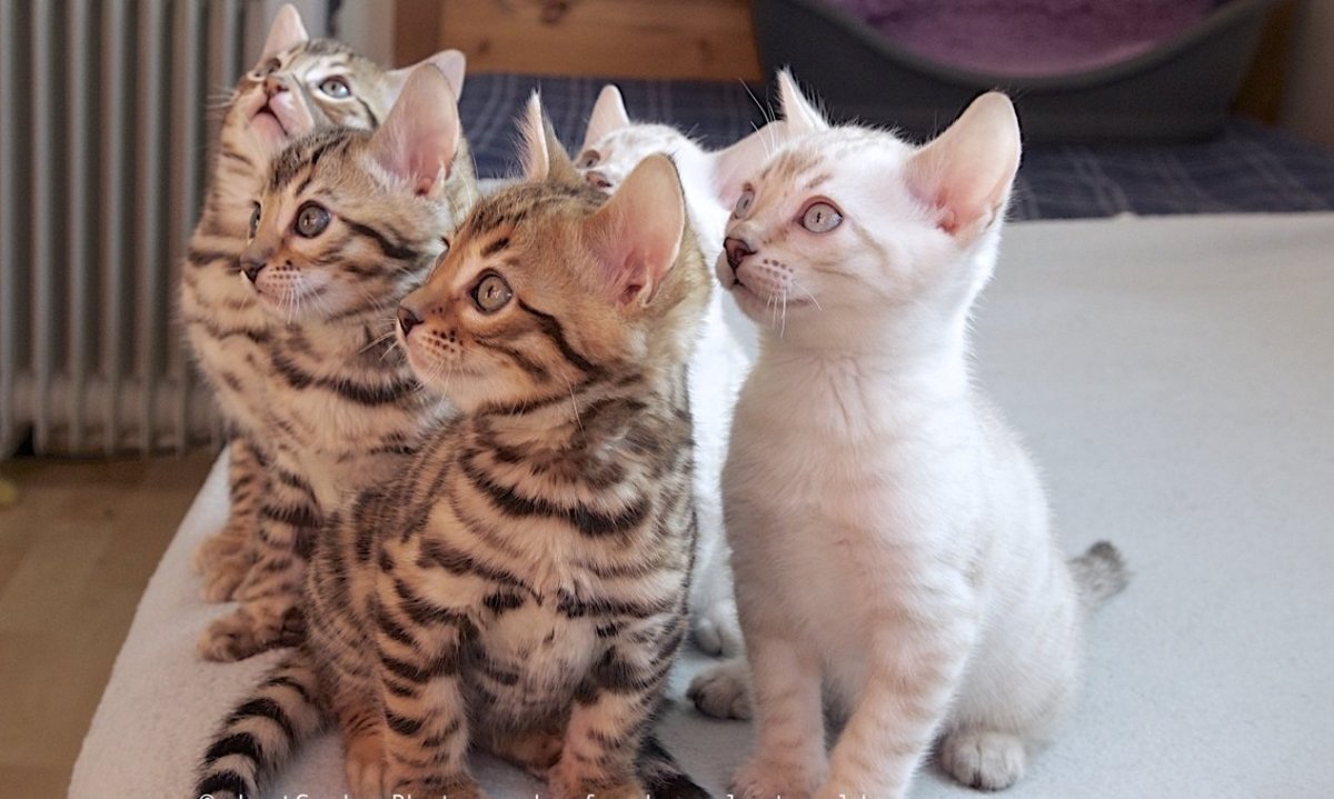 Бенгальская кошка альбинос