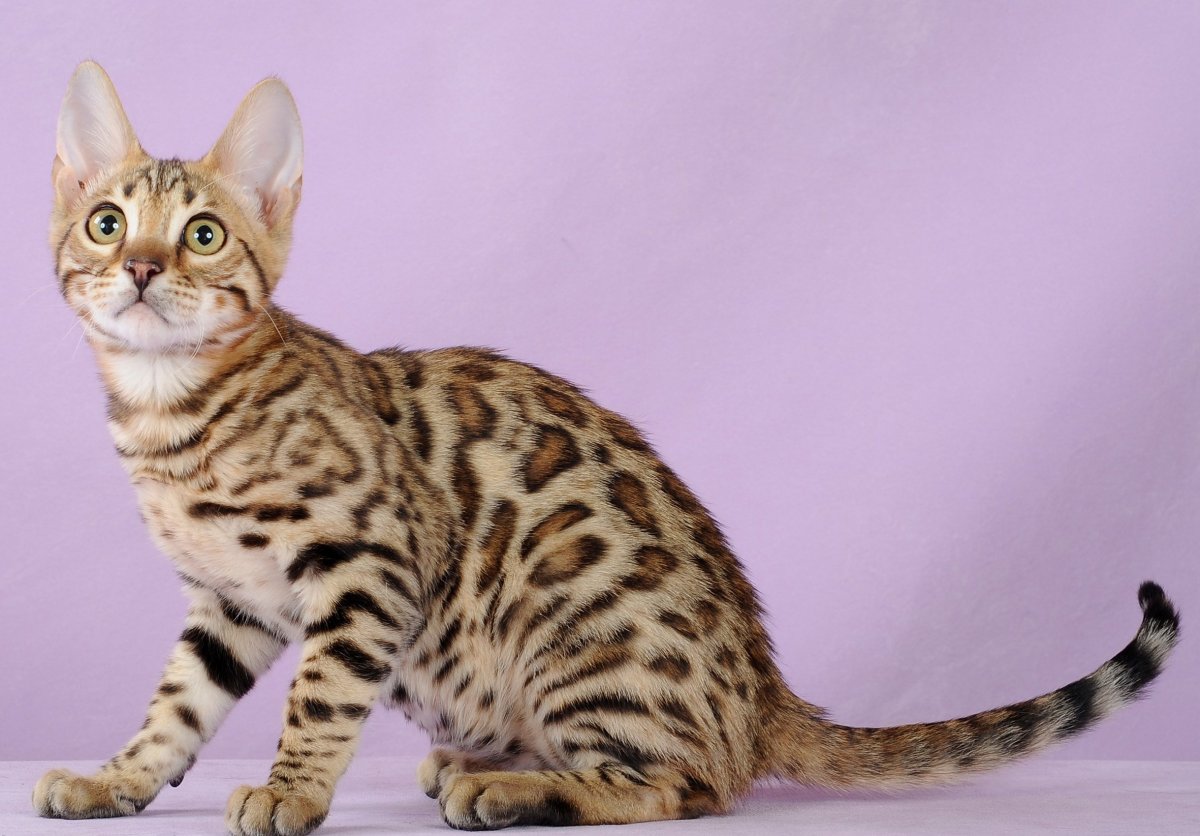 Бенгальская кошка альбинос