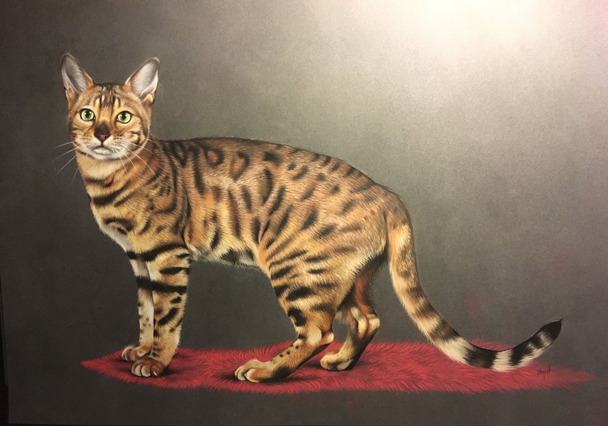 Бенгальский кот референс