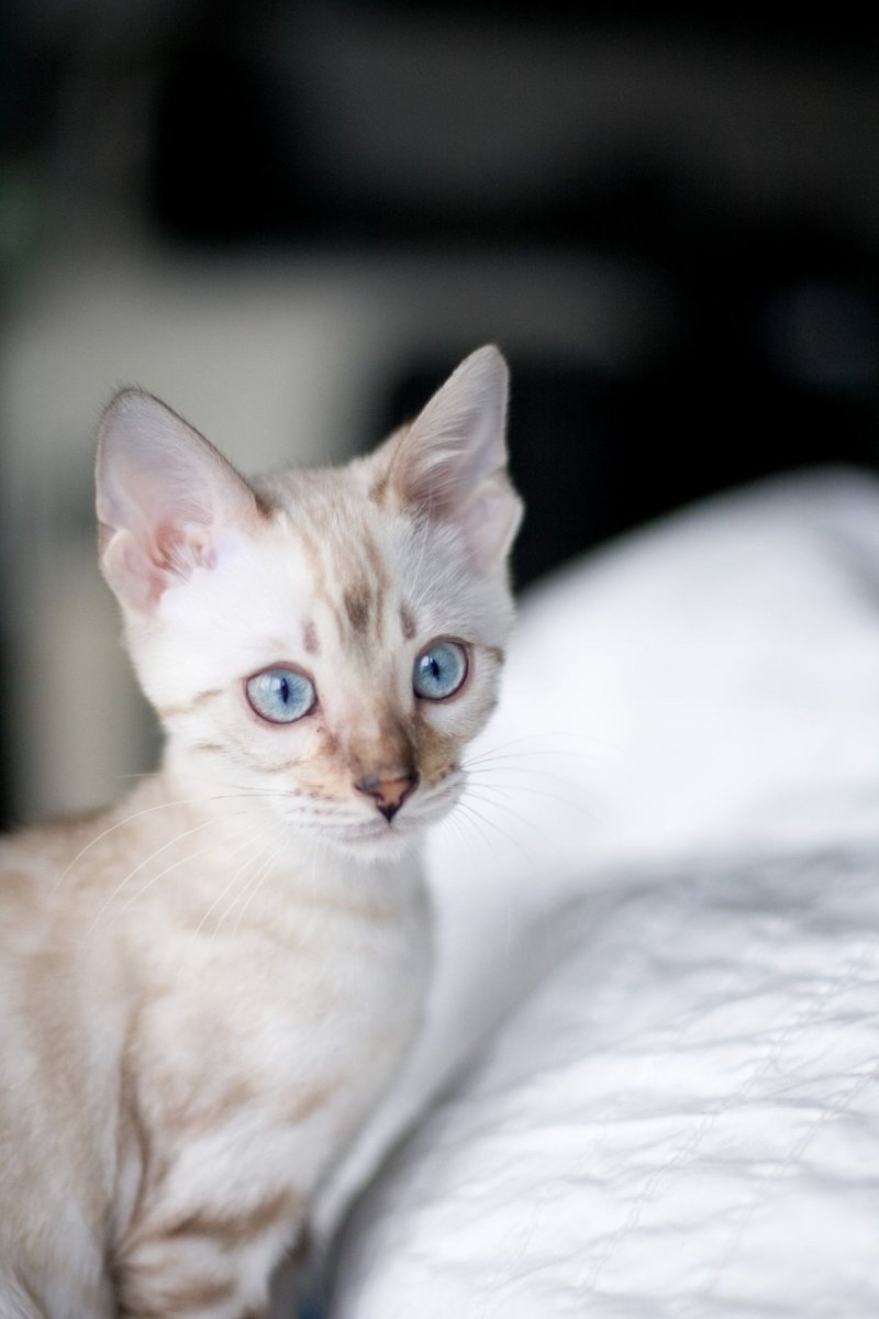 Бенгал Сильвер Линкс