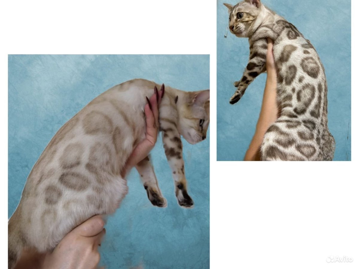 Окрас Линкс у бенгалов