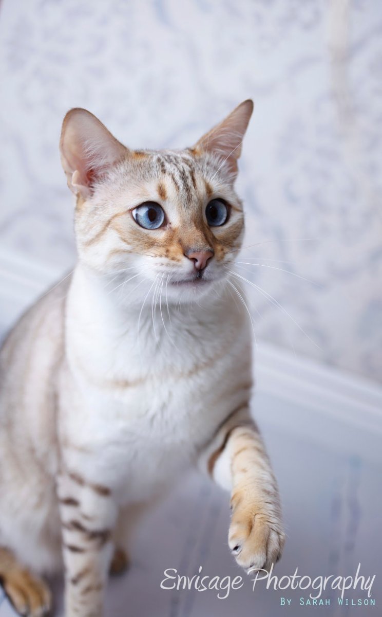 Сноу бенгалы