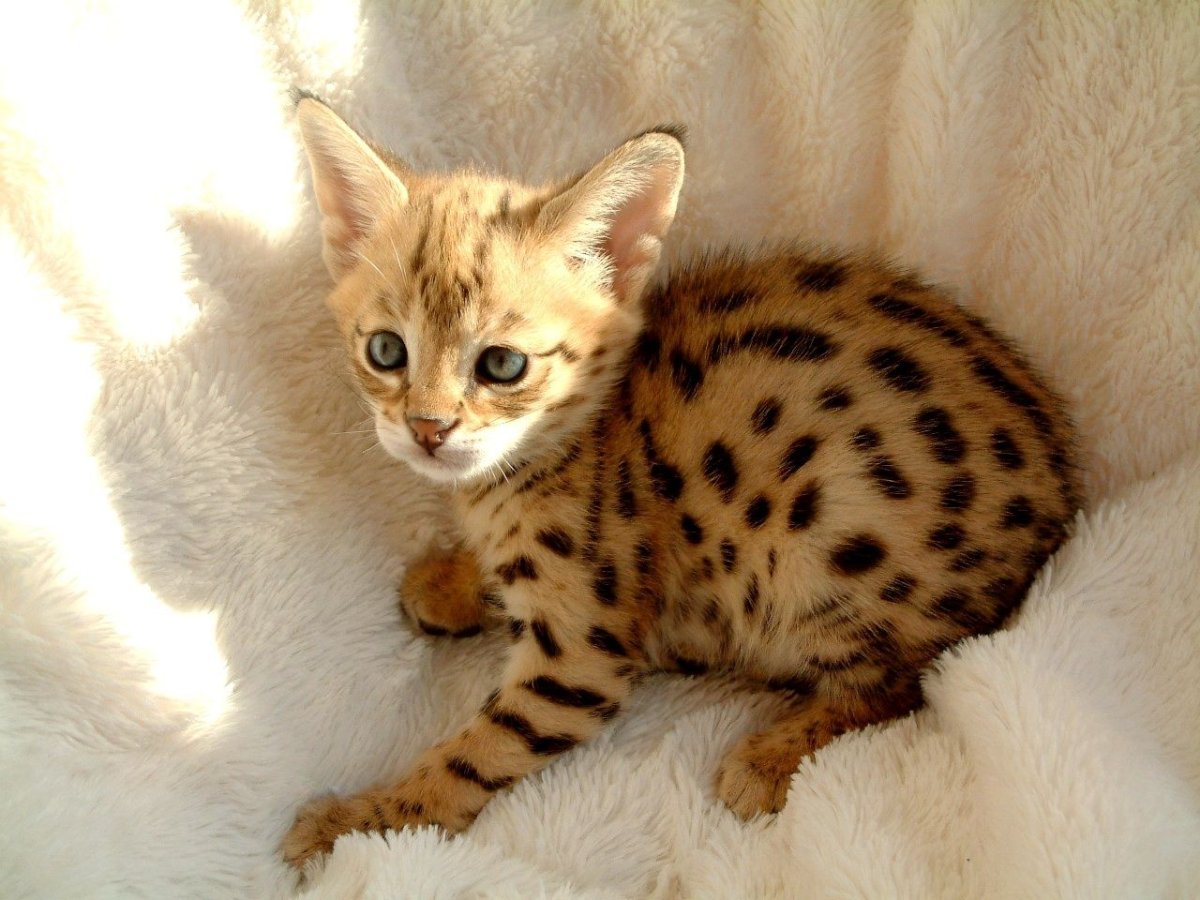 Котята за 1 рубль породистые