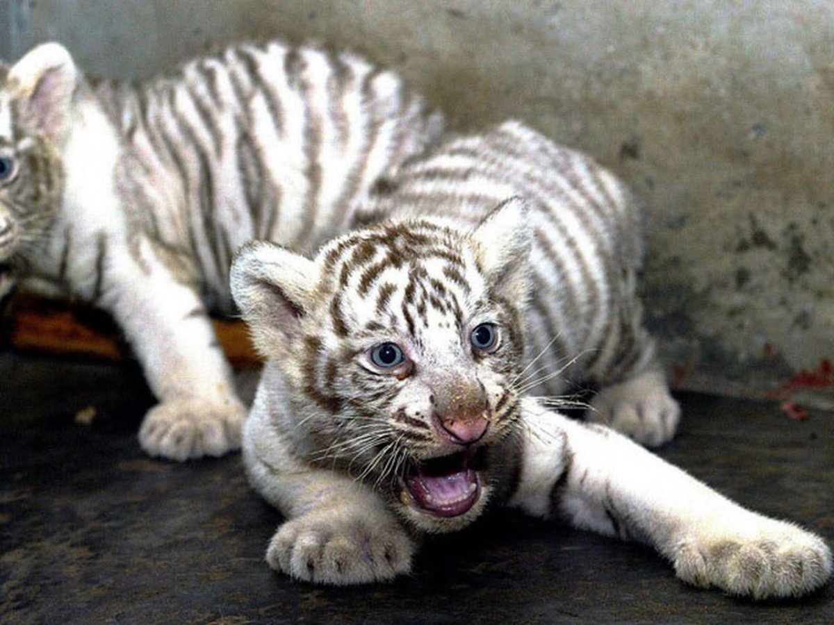 Бенгальский альбинос