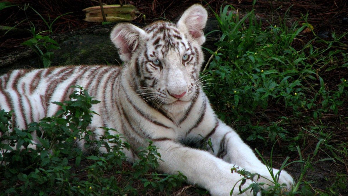 Суматранский тигр альбинос