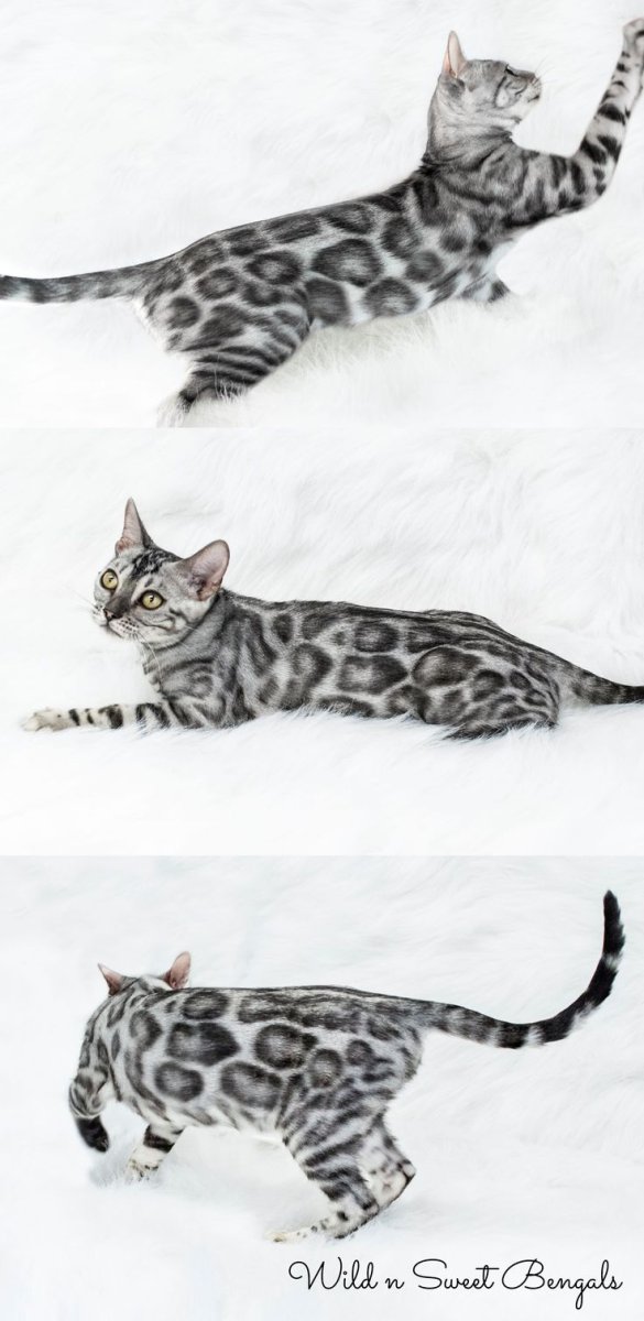 Бенгальская кошка Сильвер табби