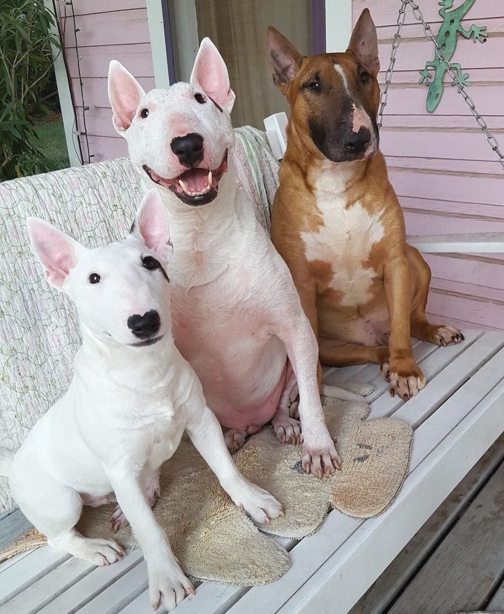 Бойцовская порода бультерьер