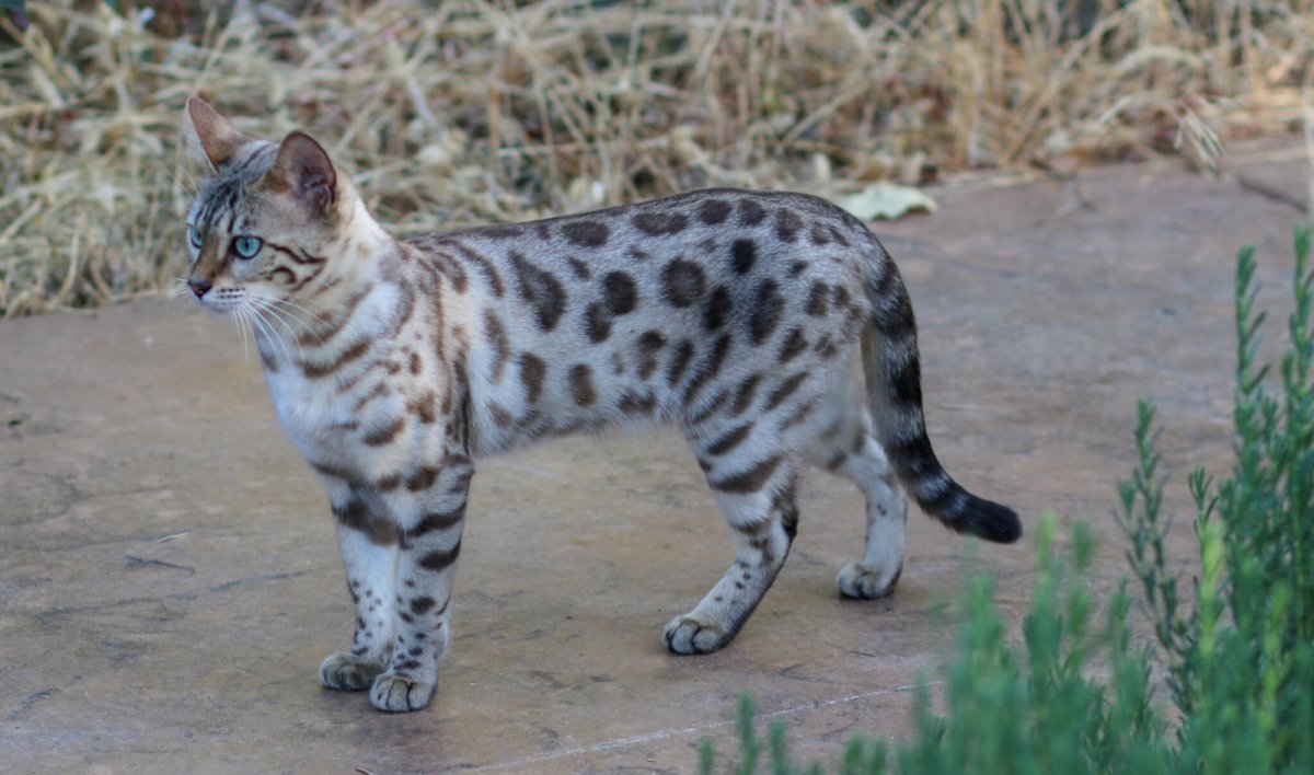 Бенгал Сноу Линкс