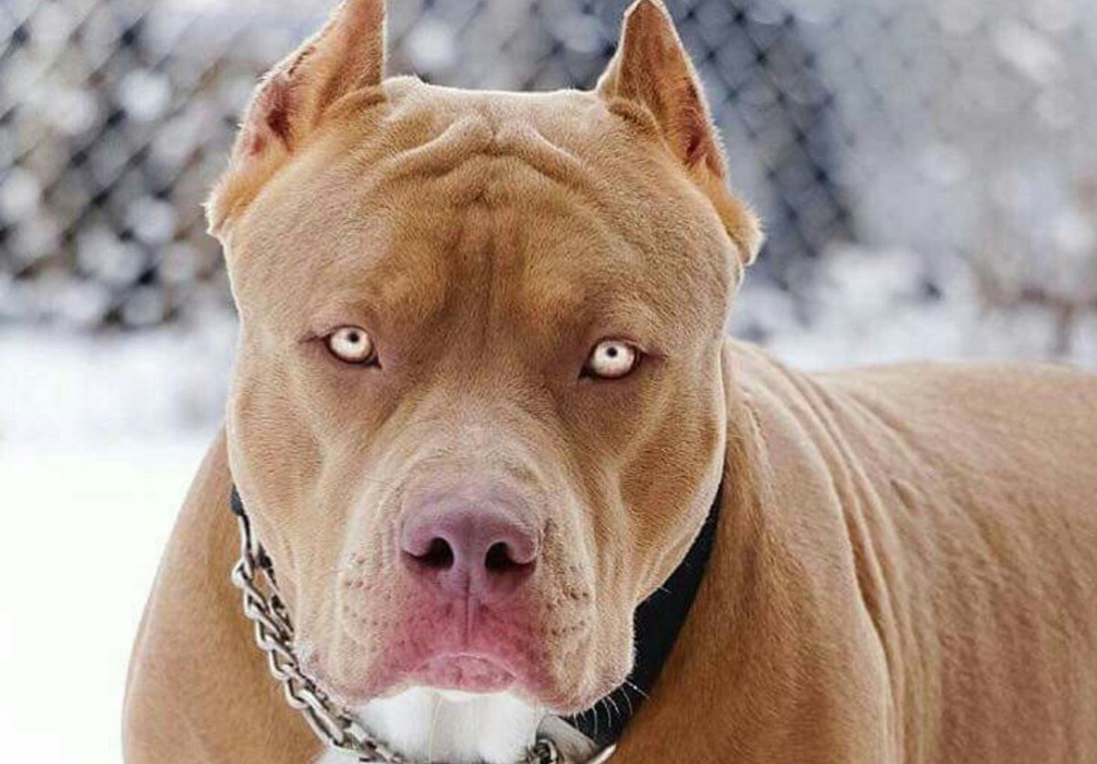 Пит терьер питбультерьер